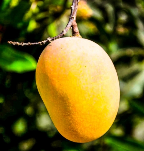 Hapus_Mango.jpg