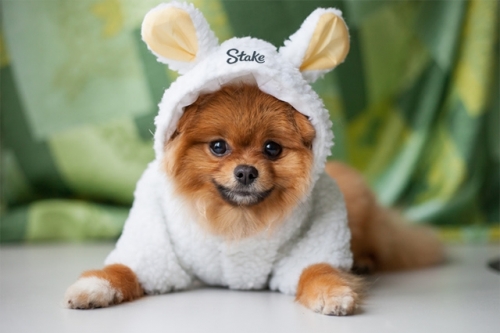 cachorro-fofo-lulu-da-pomerania-com-fantasia.jpg