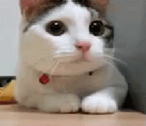 cat-no.gif.0cca409181ff17b173c85232af6cf5f8.gif