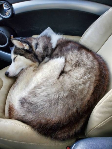 doggo.thumb.jpg.8701221f509937a37869ac3b70b26864.jpg