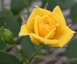 image.png.147882583cceb59703c6883ff9eebf86.png