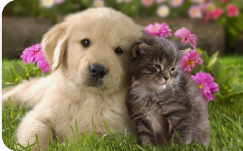 image.thumb.png.91c0a8edebb0fb6ab36eff57f229022a.png