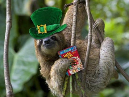 leprechaunsloth.thumb.webp.195f1cf7438564419355c81bee1ca870.webp