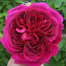 rose.jpg.c15e3bb116a170930bfbcd8ac26b97f5.jpg