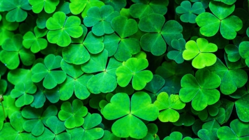 shamrock-gettyimages-914422286.jpg