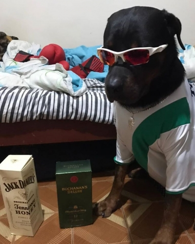1738806729_CACHORROTRAJADO.thumb.jpg.391070db84de9b96e2ba2b000178c1af.jpg