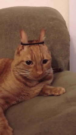 1c508e215339c0bc.gif.d39cdd617495b6d1739be9ecba6a5fdf.gif