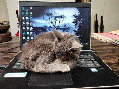 gato folgado.jpg