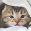 ねこねこ