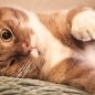 -gingercat-