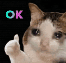 crycat-crying-cat.gif.9d592e848aea32161fb298ff471c718a.gif