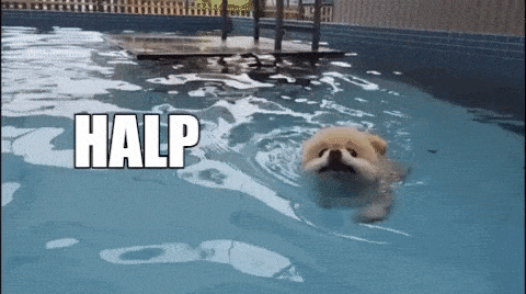 dog-gif-7.gif.45f7b4c957956d5a8dd2decb8438227b.gif