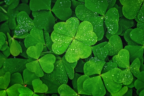 four-leaf-clovers-jpg.jpg