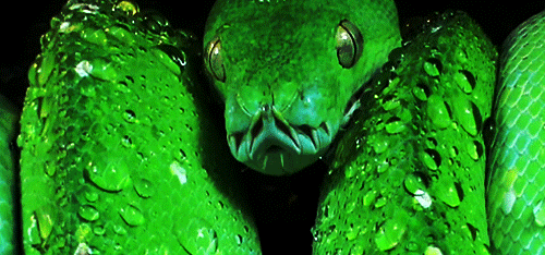 giphy.gif.39a169a19825d822991c872b3cb16bc6.gif
