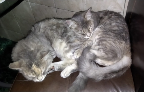 cat life.jpg