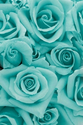 Teal.jpg
