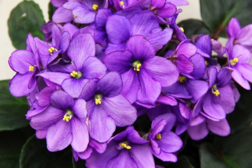Violet.jpg