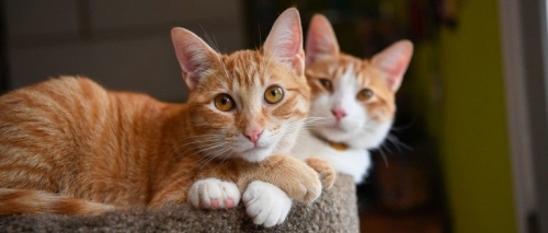aa-stinky-tiny-cats.thumb.jpg.52c9e2a8fcf485ef4d3026b8e56c026a.jpg