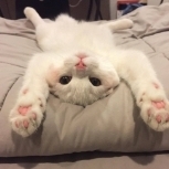 senl3ss