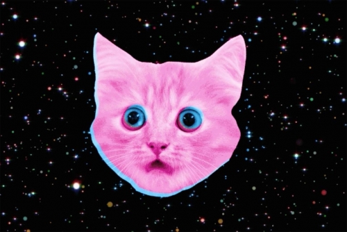 cat.jpg