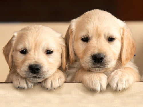 cutest-dog-breeds-jpg.thumb.jpg.3c7496fd9d55e2ff3edf8b47e711bfe3.jpg
