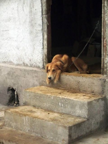 dog.jpg