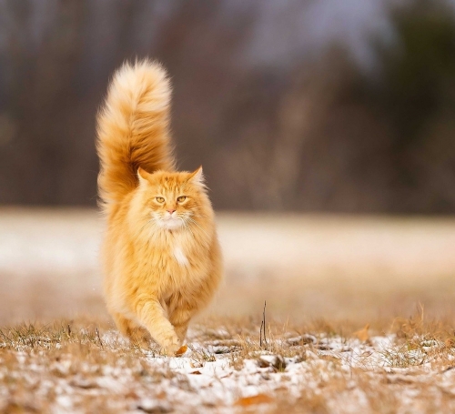 fluffy-orange-cat-pixabay.thumb.jpg.cfdaf7332235a328ea4a980174238523.jpg