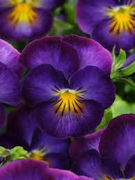 image.png.b841c0eea8615b6d9596dc18029795ee.png