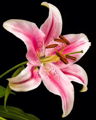 image.thumb.png.310959b2fbb98f03e6c74a2d777c4ebb.png