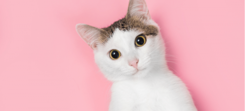shutterstock_1692297217.png