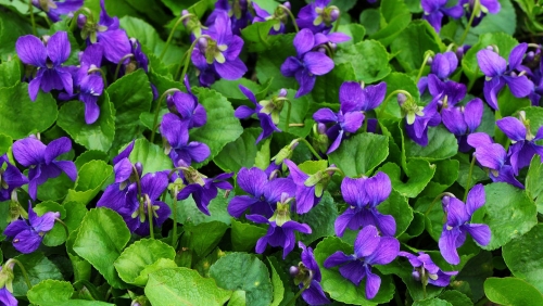 sweet-violet-close-up-alamy-bk6p0j-shapencolour.thumb.jpg.35fcb6380c6ba1f44b6057d881894410.jpg