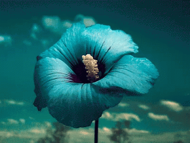 teal-color-flower-mwtxnba0jyc03n5s.gif