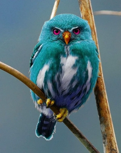teal-owl.thumb.webp.67806d925e123f018d1febab7de709e9.webp