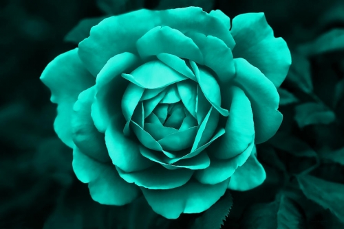 teal.jpeg