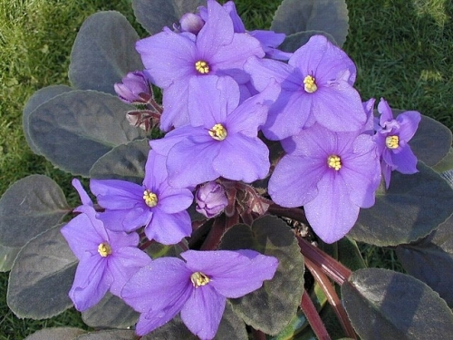 violet.thumb.jpg.9cb055891e913ed4dad705a7c125269f.jpg