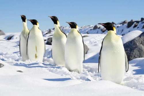 25xp-emperor-penguins2-jumbo.thumb.webp.e6f4fdb5cb3603b58f4e94a2a45a45f4.webp