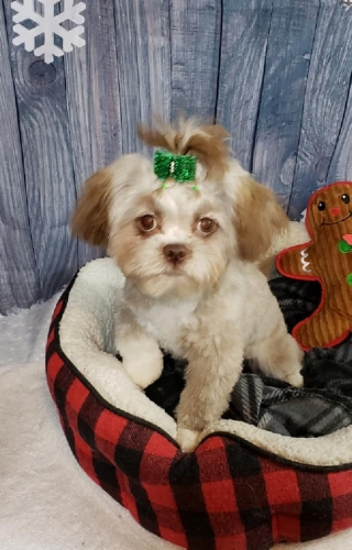 Sukis xmas groom photo.jpg