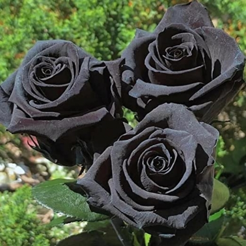 Blackroses.jpg