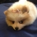 Mungoffbigwin