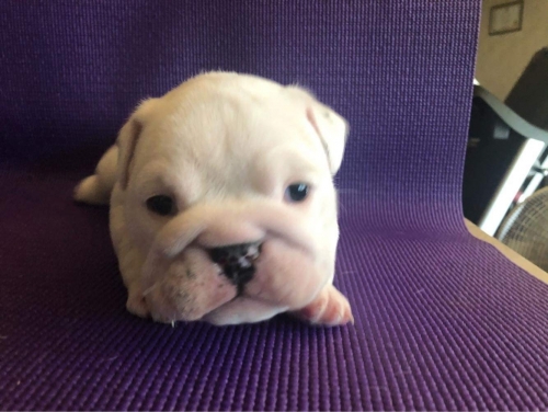Puppy.jpg