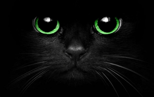 b41-00_black_cat-718-.jpg