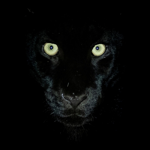 black-panther.thumb.jpg.67e00b443a24a457886d53a9e1396bff.jpg