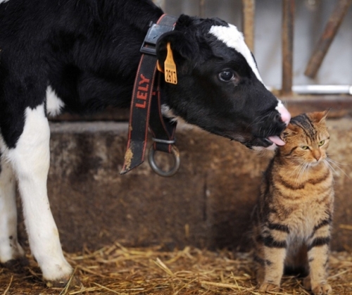 calflickingkittenFeb2014.jpg