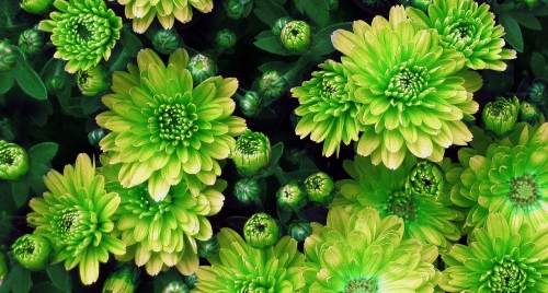 hero-green-flowers.jpg