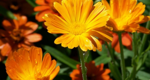 hero-orange-flowers.jpg