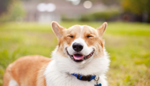 image.thumb.png.c9fbf0b276055cf43b97867b34e57d76.png