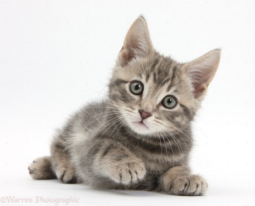 kitten-1.jpg
