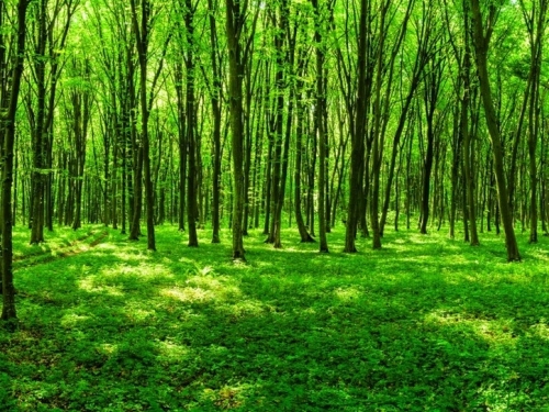 verdant-1960-840e9b28c26a95231a6dd71f6fd6499b@1x.thumb.jpg.a0dd61ca540add4af45cc196828435eb.jpg