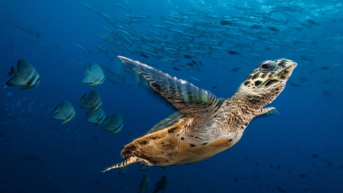 01_sea_turtle_16x9.thumb.jpg.237872d99a831df006a02c5d5e1b8652.jpg