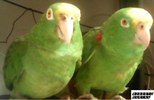 ROBERTO Y MARINA.jpg
